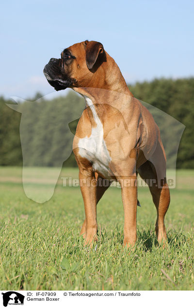 Deutscher Boxer / German Boxer / IF-07909