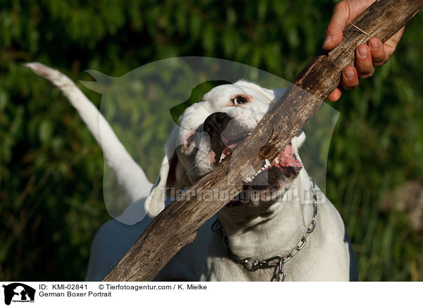 Deutscher Boxer Portrait / German Boxer Portrait / KMI-02841