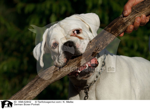 Deutscher Boxer Portrait / German Boxer Portrait / KMI-02842