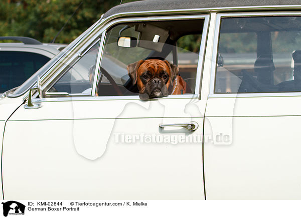 Deutscher Boxer Portrait / German Boxer Portrait / KMI-02844