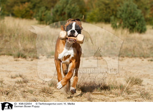 Deutscher Boxer Welpe / German Boxer Puppy / KMI-02854