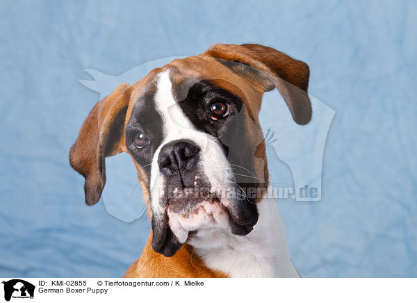 Deutscher Boxer Welpe / German Boxer Puppy / KMI-02855