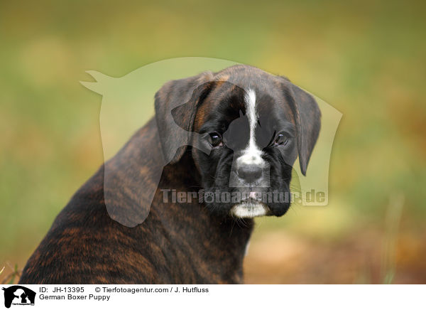 Deutscher Boxer Welpe / German Boxer Puppy / JH-13395