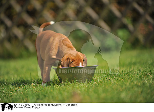 Deutscher Boxer Welpe / German Boxer Puppy / YJ-03692