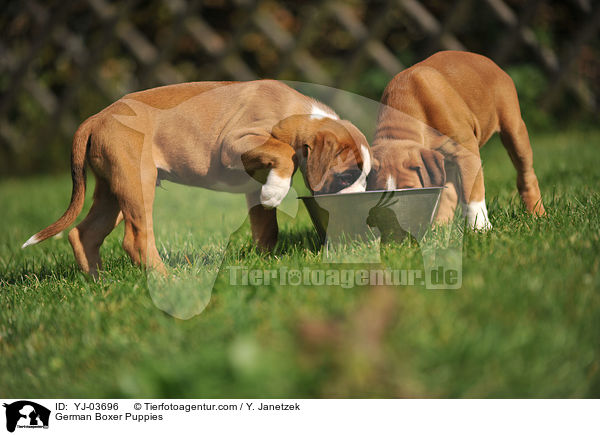 Deutsche Boxer Welpen / German Boxer Puppies / YJ-03696