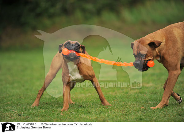 2 spielende Deutsche Boxer / 2 playing German Boxer / YJ-03826