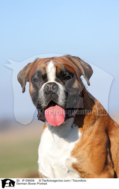 Deutscher Boxer Portrait / German Boxer Portrait / IF-08698