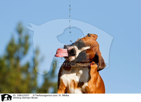 trinkender Deutscher Boxer / drinking German Boxer / KMI-03207