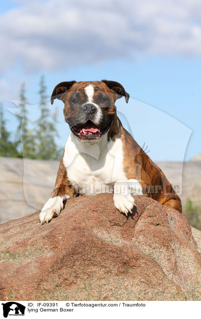 liegender Deutscher Boxer / lying German Boxer / IF-09391