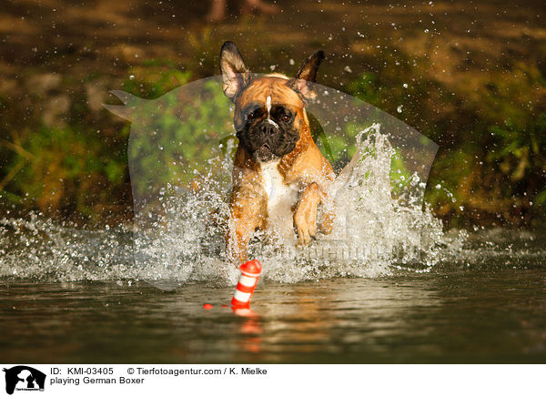 spielender Deutscher Boxer / playing German Boxer / KMI-03405