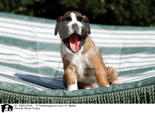 Deutscher Boxer Welpe / German Boxer Puppy / KMI-03436