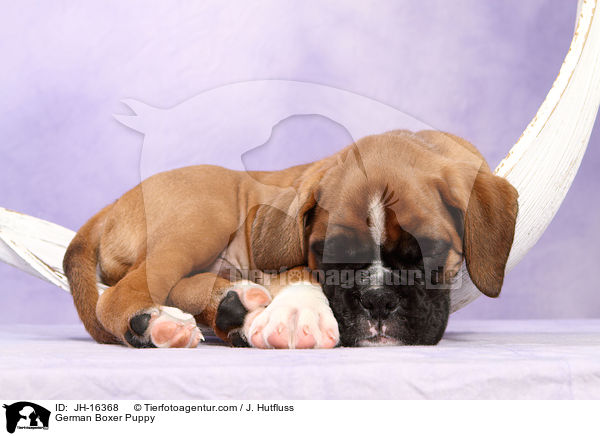 Deutscher Boxer Welpe / German Boxer Puppy / JH-16368