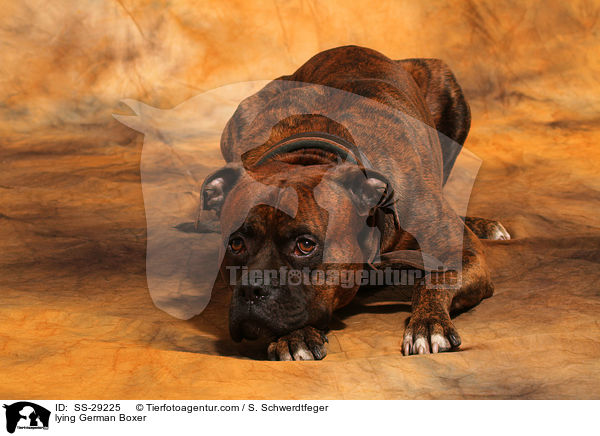 liegender Deutscher Boxer / lying German Boxer / SS-29225