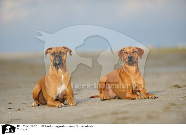 2 Hunde / 2 dogs / YJ-05377