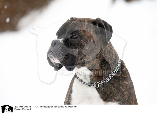 Boxer Portrait / Boxer Portrait / RR-50678