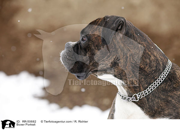 Boxer Portrait / Boxer Portrait / RR-50682