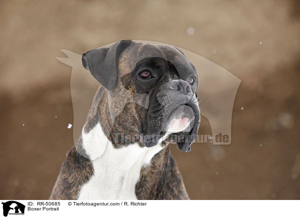 Boxer Portrait / Boxer Portrait / RR-50685