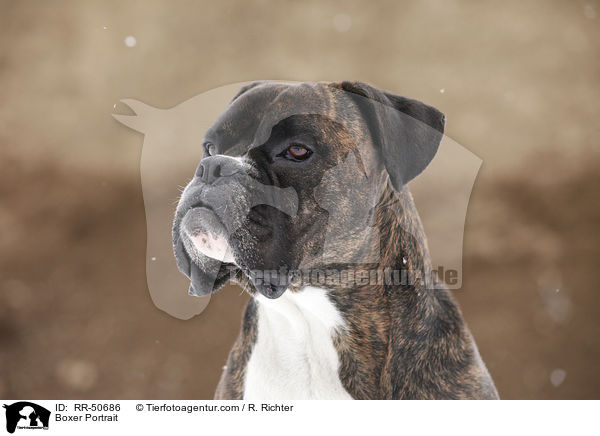 Boxer Portrait / Boxer Portrait / RR-50686