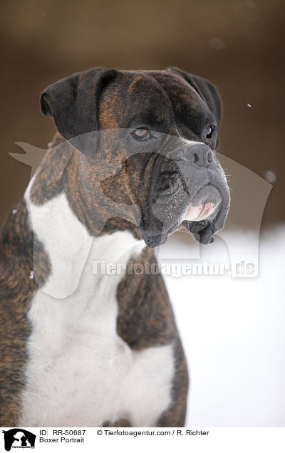 Boxer Portrait / Boxer Portrait / RR-50687