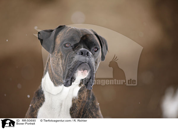 Boxer Portrait / Boxer Portrait / RR-50690