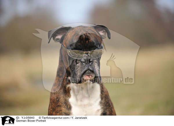 Deutscher Boxer Portrait / German Boxer Portrait / YJ-05840