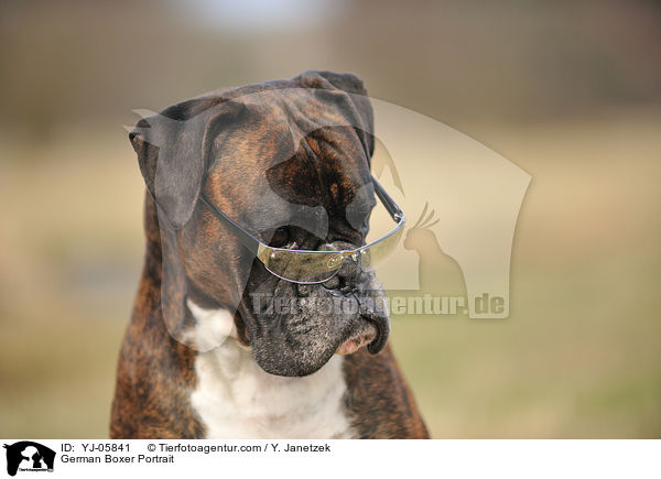 German Boxer Portrait / YJ-05841