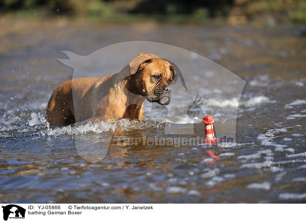 badender Deutscher Boxer / bathing German Boxer / YJ-05866