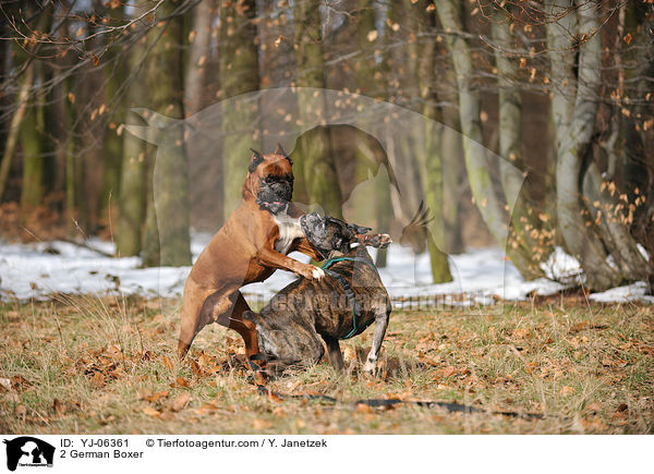 2 Deutsche Boxer / 2 German Boxer / YJ-06361
