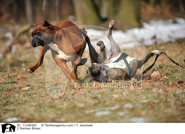 2 Deutsche Boxer / 2 German Boxer / YJ-06362