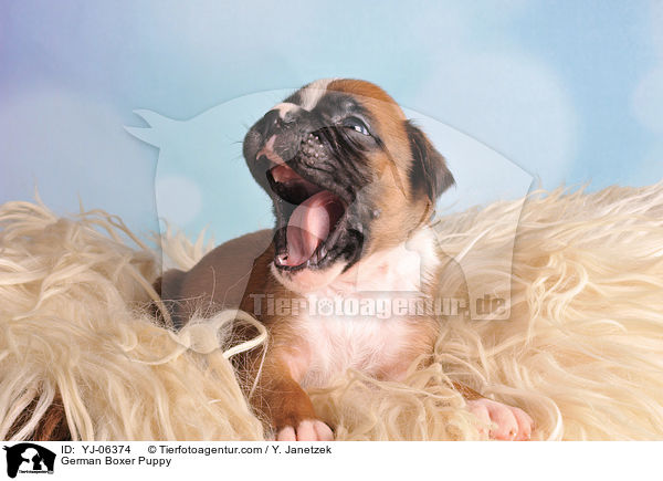 Deutscher Boxer Welpe / German Boxer Puppy / YJ-06374