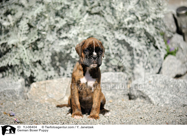 Deutscher Boxer Welpe / German Boxer Puppy / YJ-06404