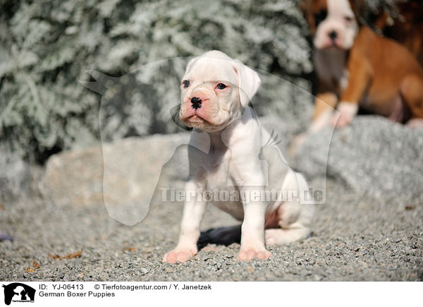 Deutsche Boxer Welpen / German Boxer Puppies / YJ-06413