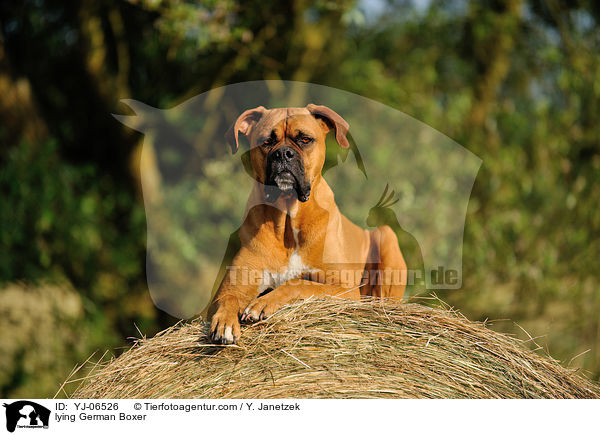 liegender Deutscher Boxer / lying German Boxer / YJ-06526