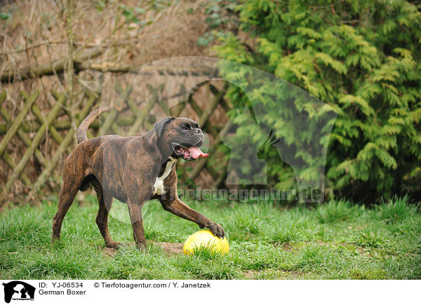 Deutscher Boxer / German Boxer / YJ-06534