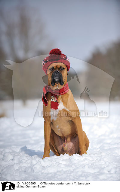 sitzender Deutscher Boxer / sitting German Boxer / YJ-06595