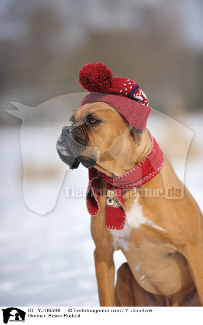 Deutscher Boxer Portrait / German Boxer Portrait / YJ-06598