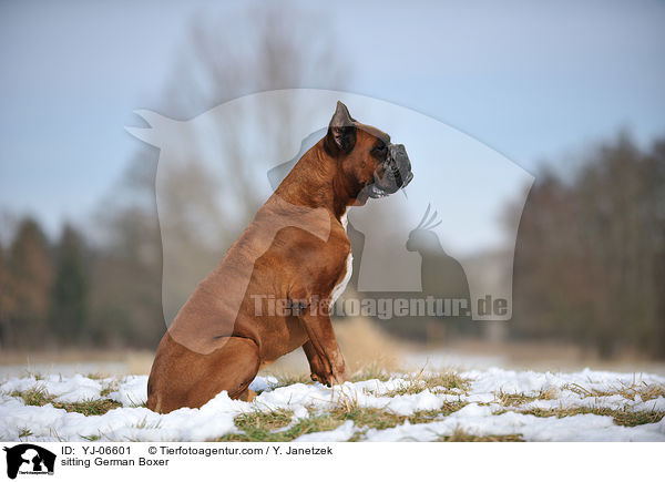sitzender Deutscher Boxer / sitting German Boxer / YJ-06601