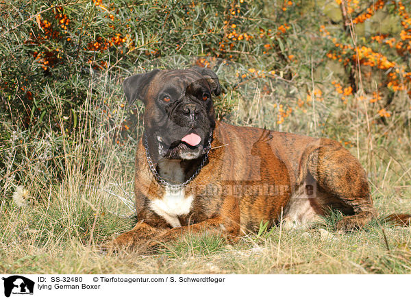 liegender Deutscher Boxer / lying German Boxer / SS-32480