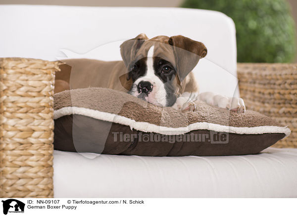 Deutscher Boxer Welpe / German Boxer Puppy / NN-09107