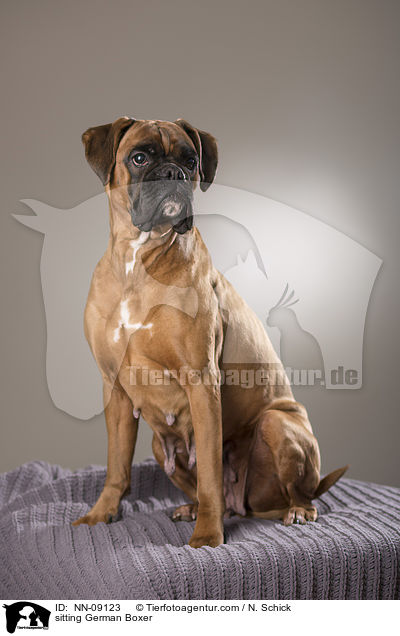 sitzender Deutscher Boxer / sitting German Boxer / NN-09123