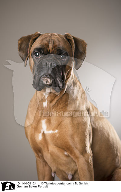 Deutscher Boxer Portrait / German Boxer Portrait / NN-09124