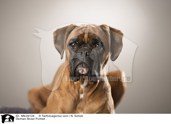 Deutscher Boxer Portrait / German Boxer Portrait / NN-09128