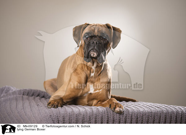 liegender Deutscher Boxer / lying German Boxer / NN-09129