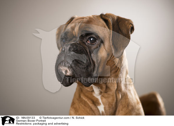 Deutscher Boxer Portrait / NN-09133