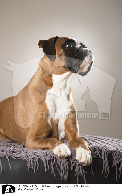 liegender Deutscher Boxer / lying German Boxer / NN-09155