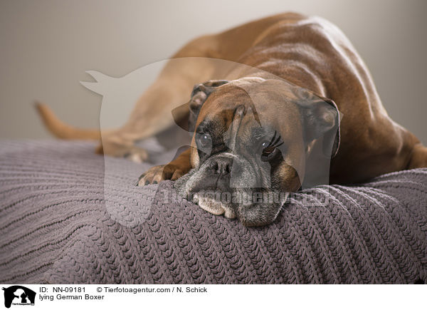 liegender Deutscher Boxer / lying German Boxer / NN-09181