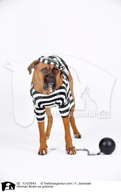 Deutscher Boxer als Strfling / German Boxer as prisoner / YJ-07643