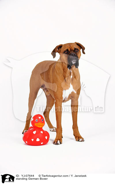 stehender Deutscher Boxer / standing German Boxer / YJ-07644