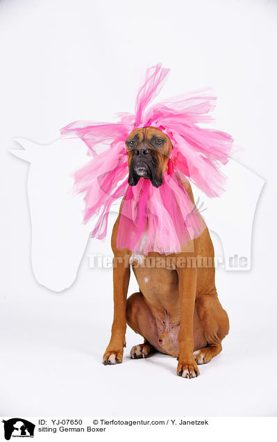 sitzender Deutscher Boxer / sitting German Boxer / YJ-07650