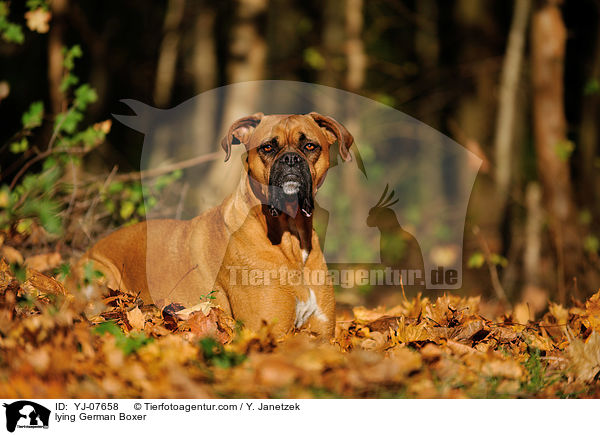 liegender Deutscher Boxer / lying German Boxer / YJ-07658